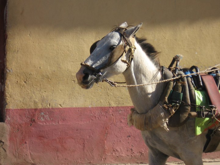 Hevoseläin Kuubassa 2010